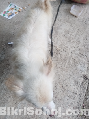 German Spitz Dog